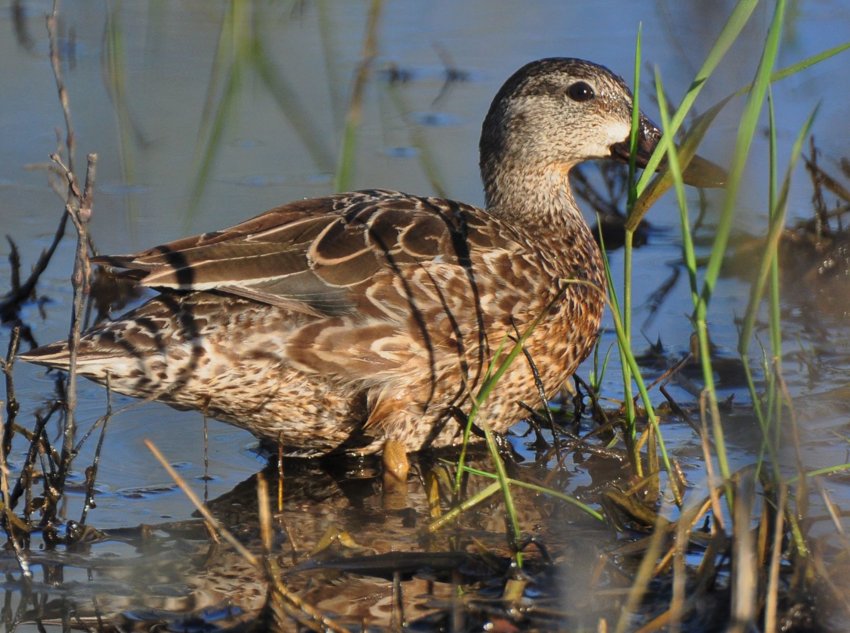 Washburn Outdoors - Shallow water blue-winged teal